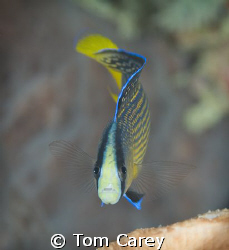 Splendid dottyback Pseudochromis splendens are common in ... by Tom Carey 
